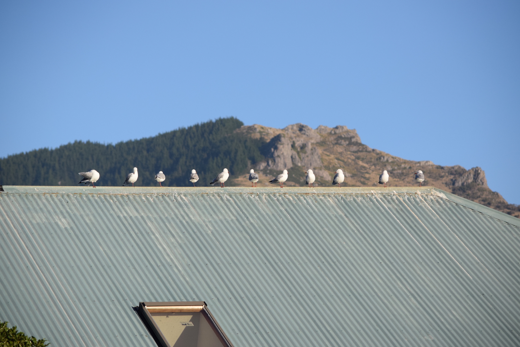 Akaroa