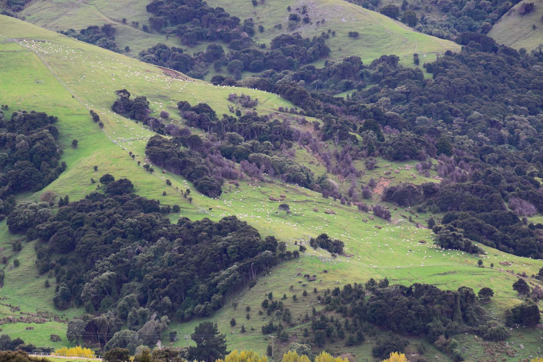 Akaroa