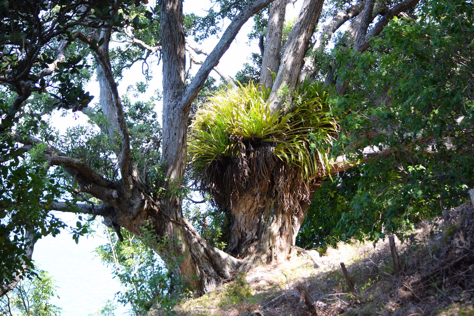 Waiheke Island