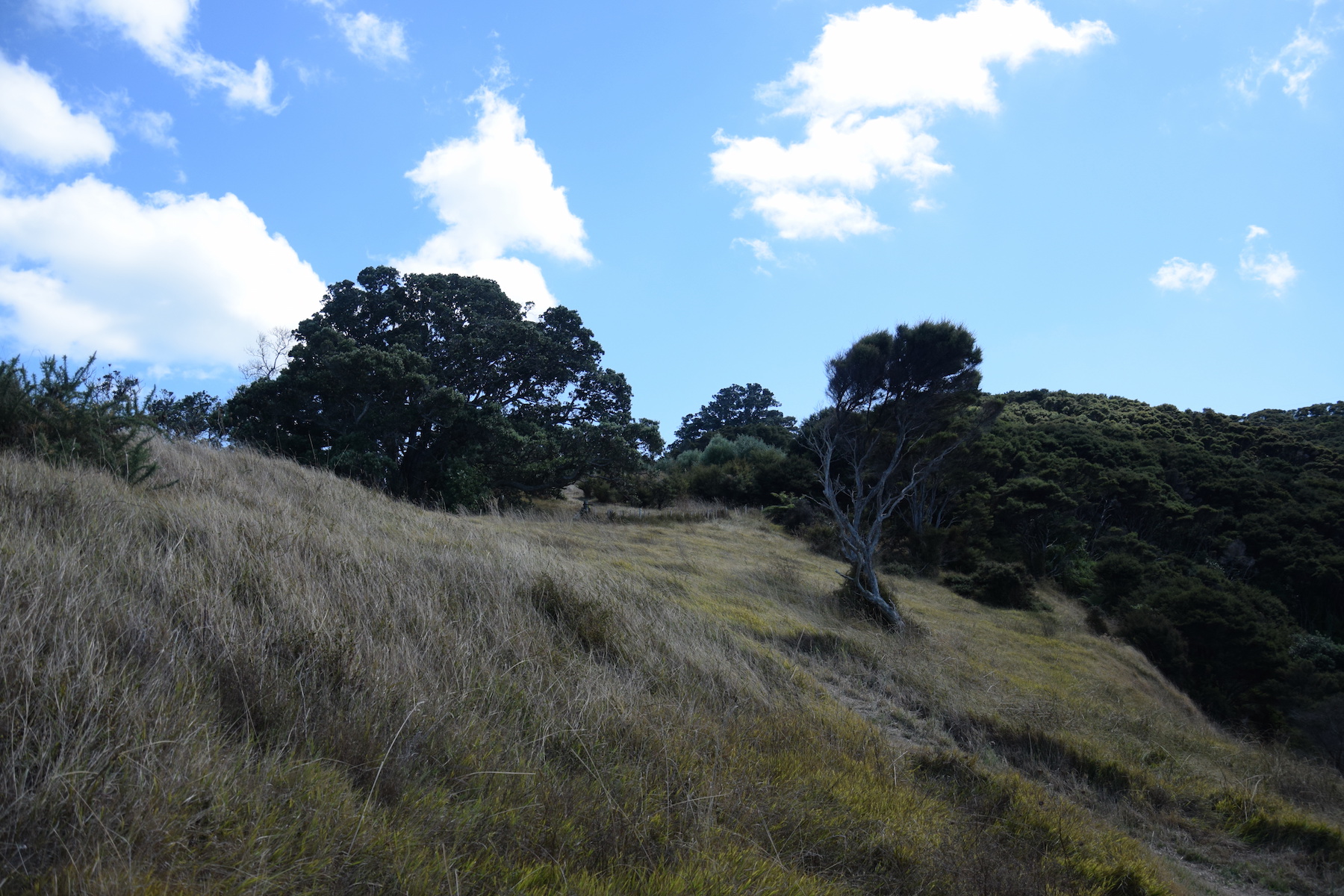 Waiheke Island