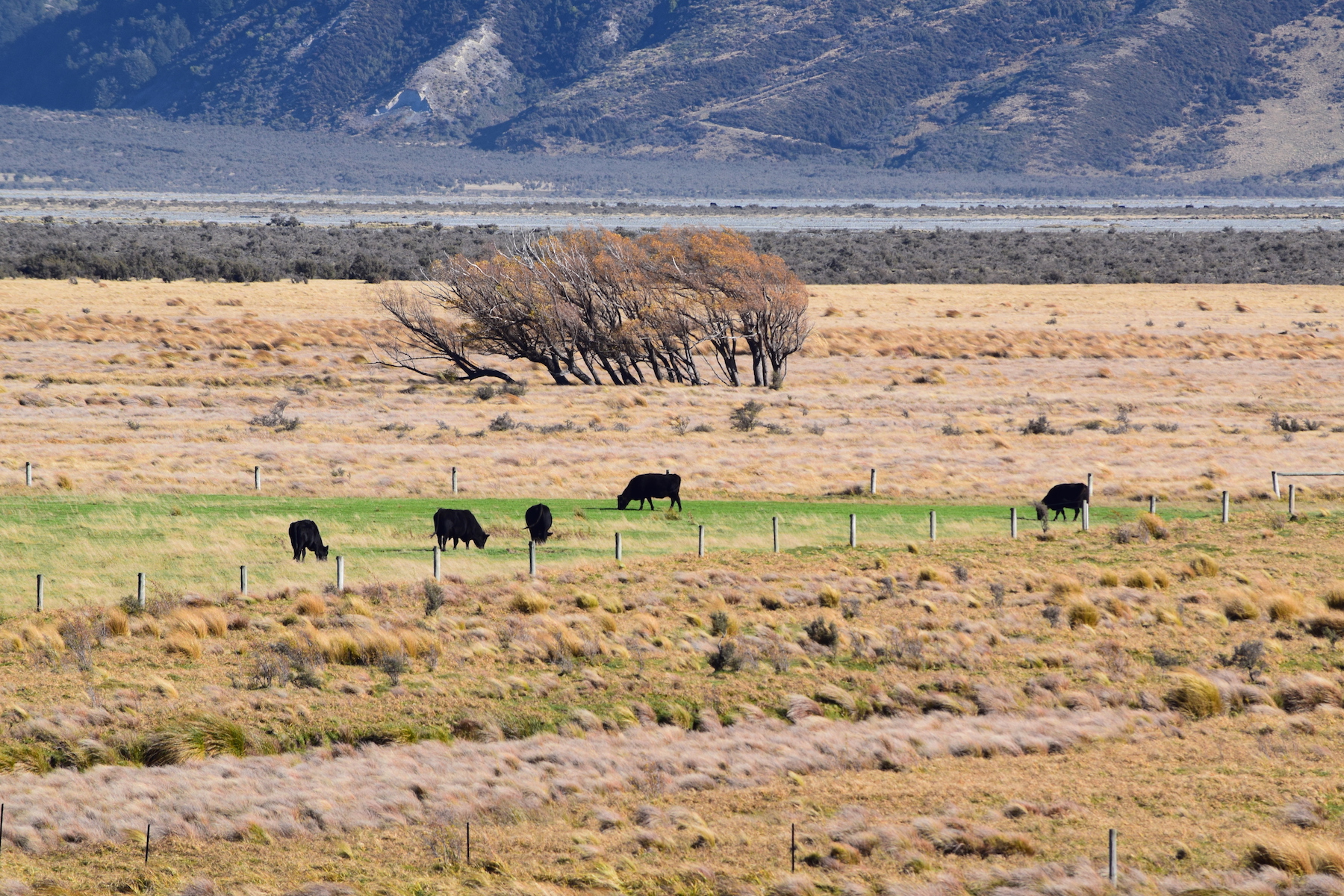 Tal vom Rangitata River