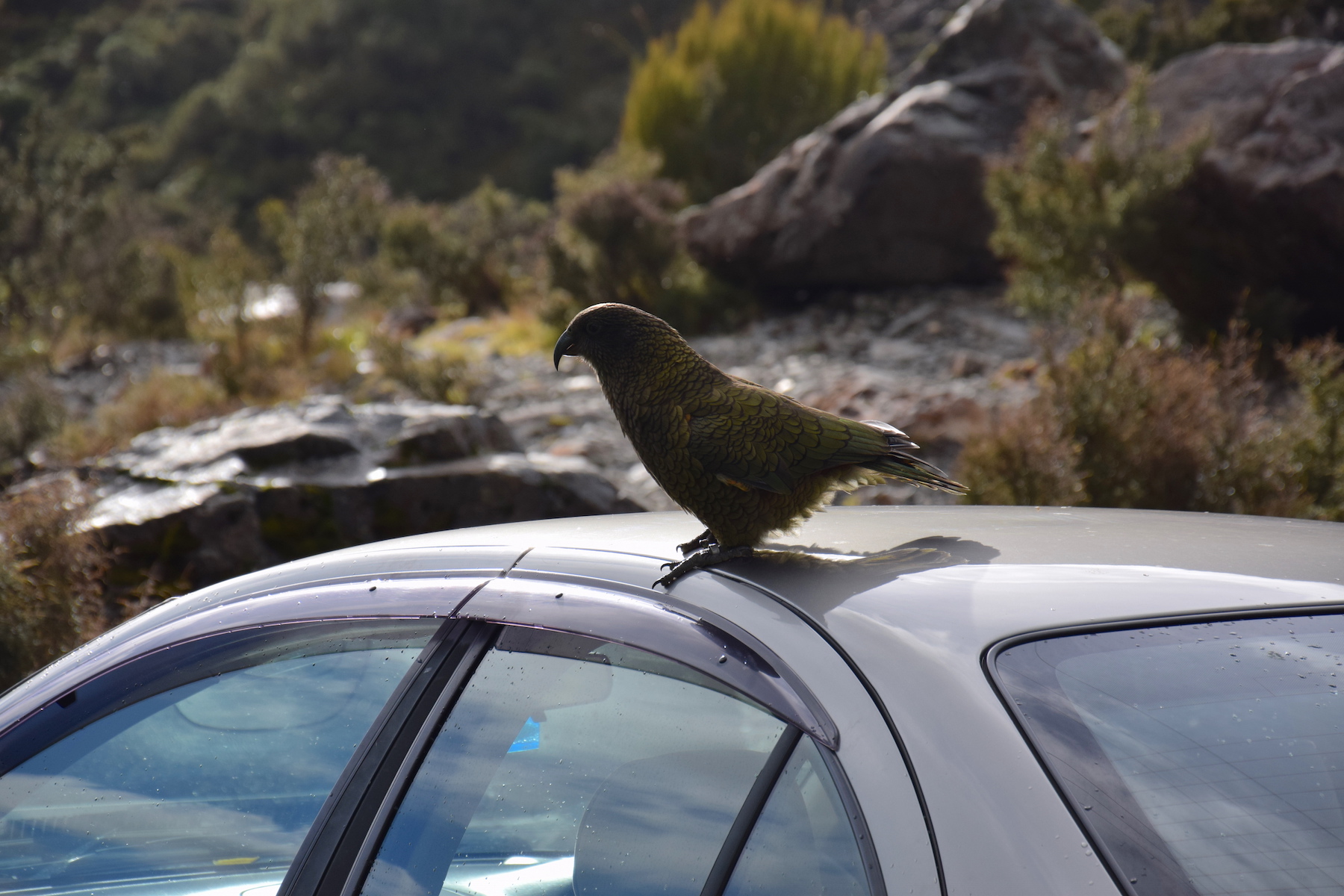 Kea