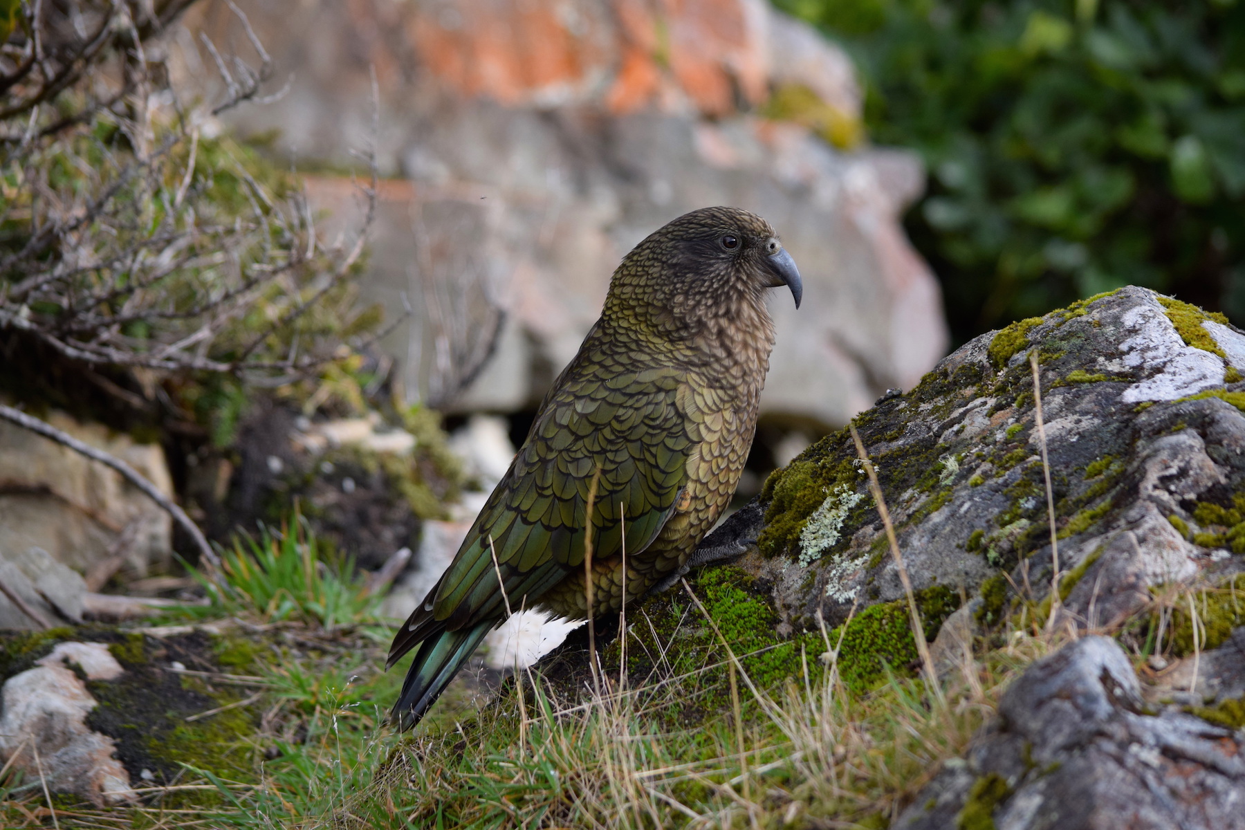 Kea