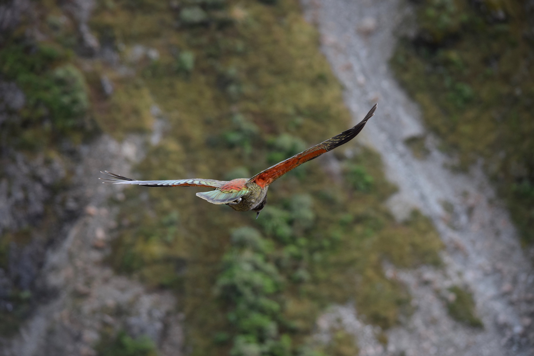 Kea