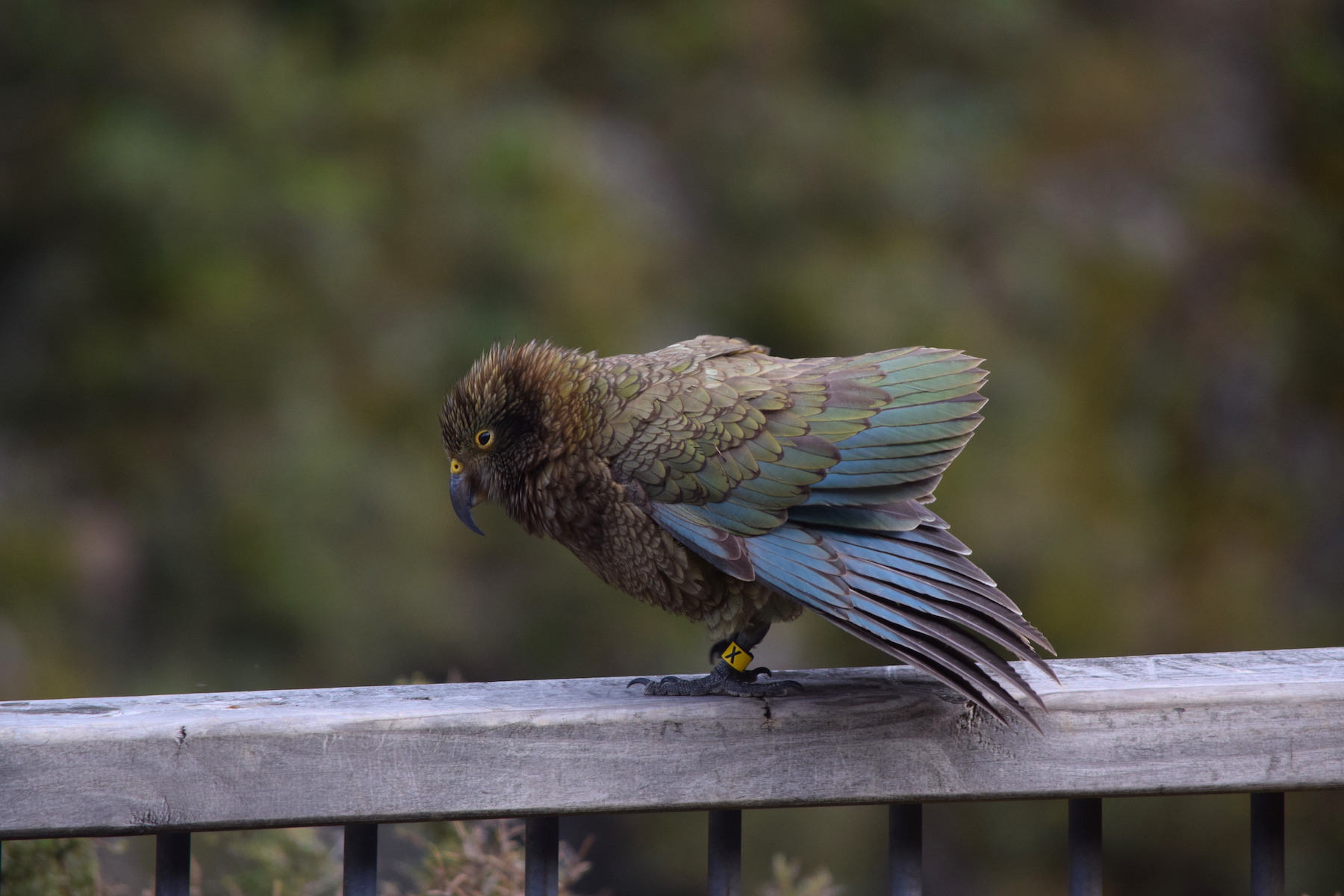 Kea