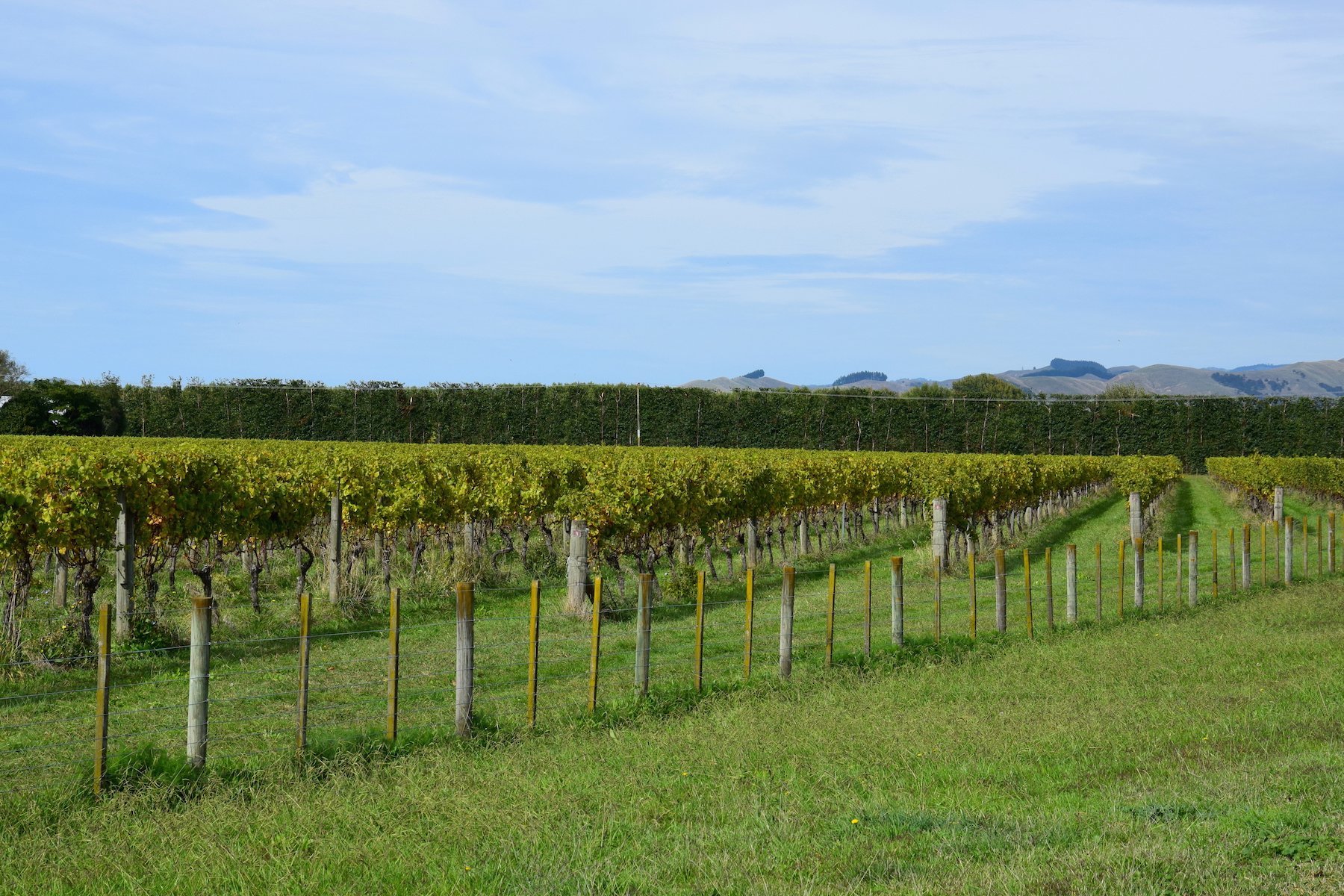 Weinreben