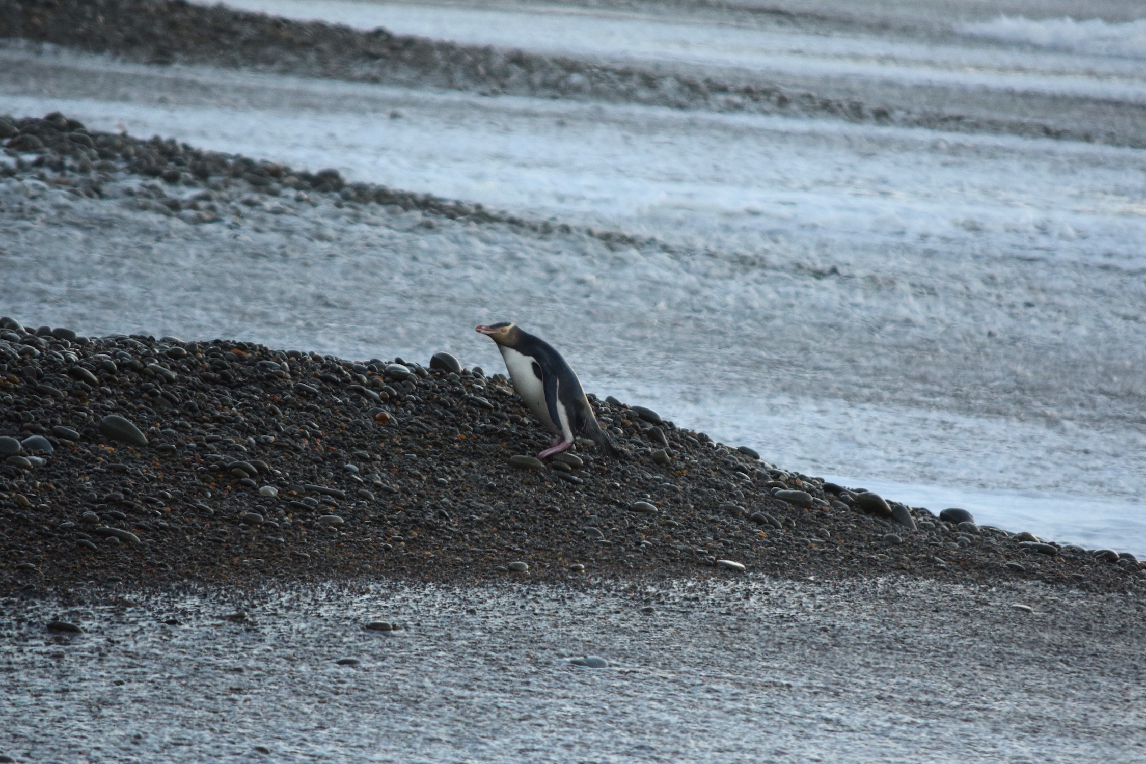 Gelbaugenpinguin