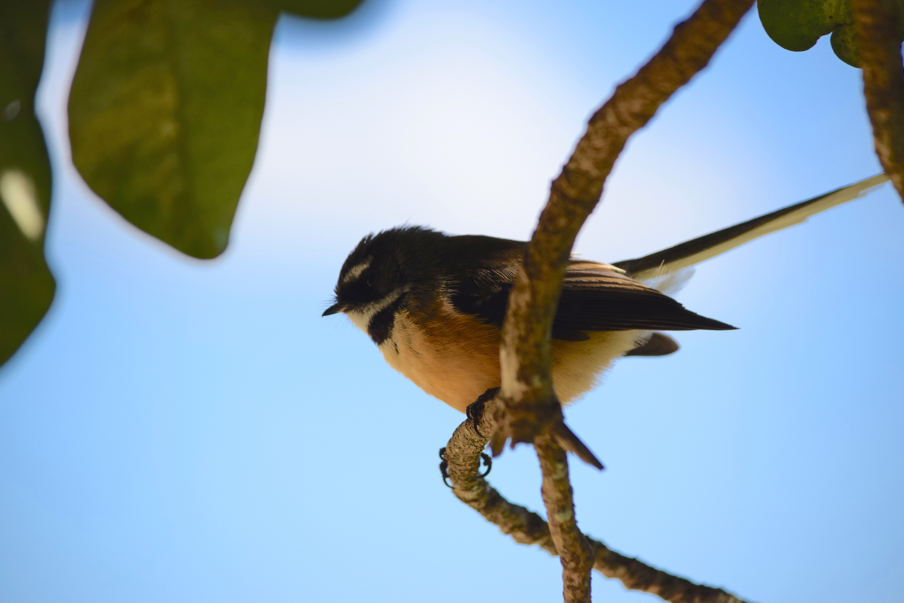 Vogel am Golden Bay