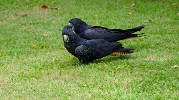 Kakadus