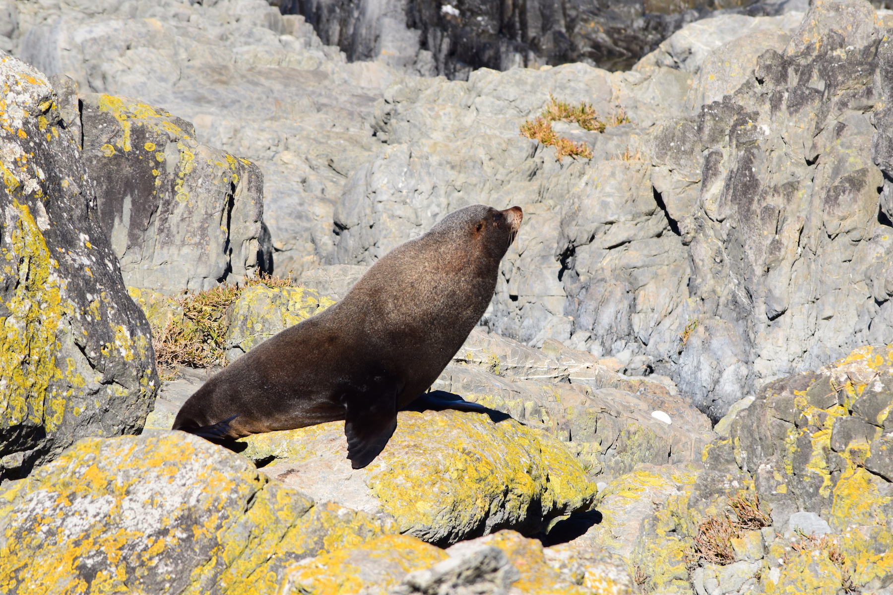 Neuseeländischer Seebär