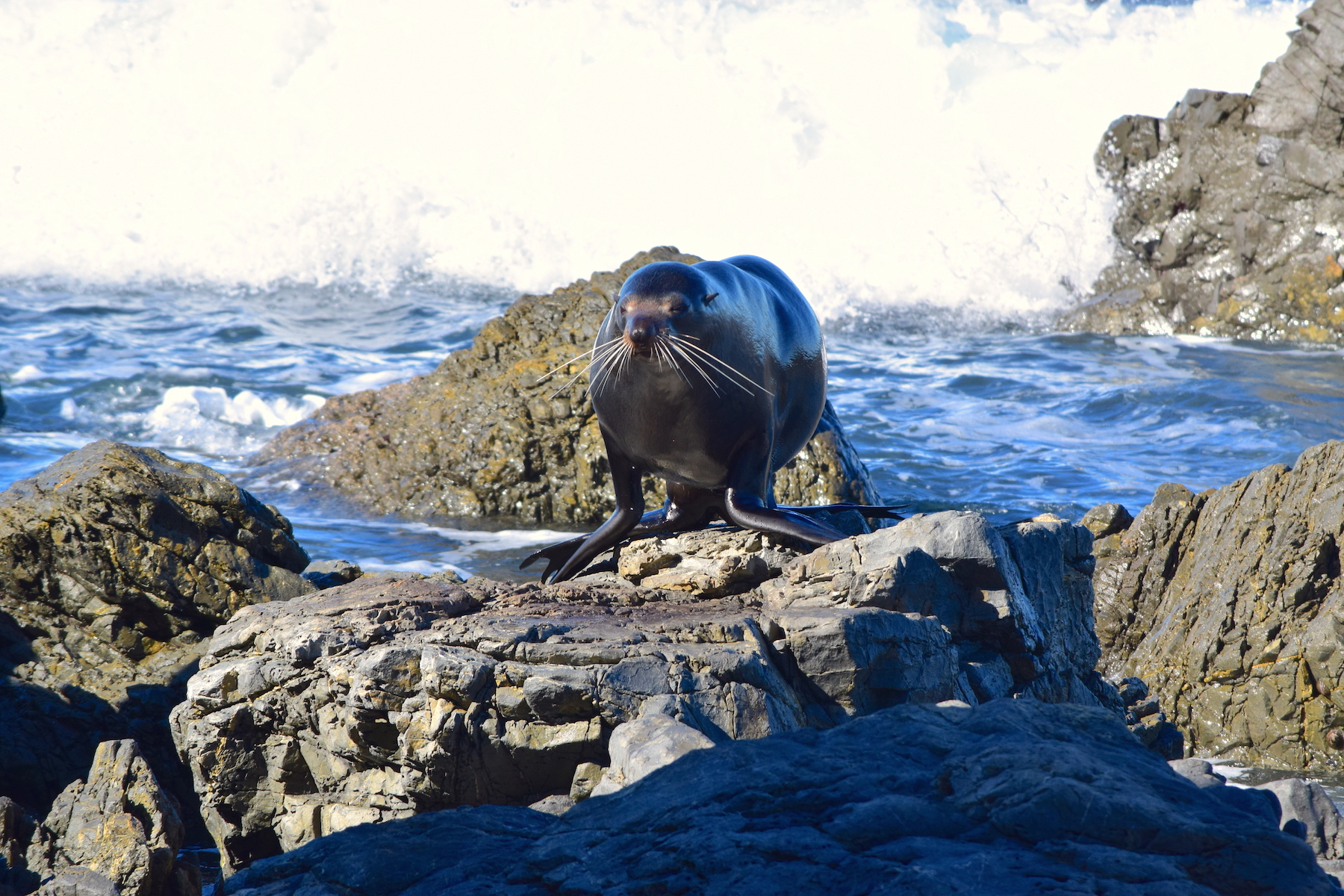 Neuseeländischer Seebär