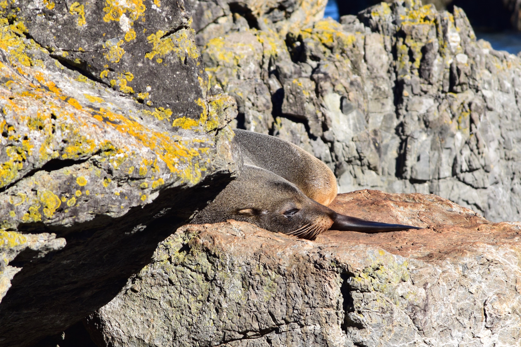 Neuseeländischer Seebär