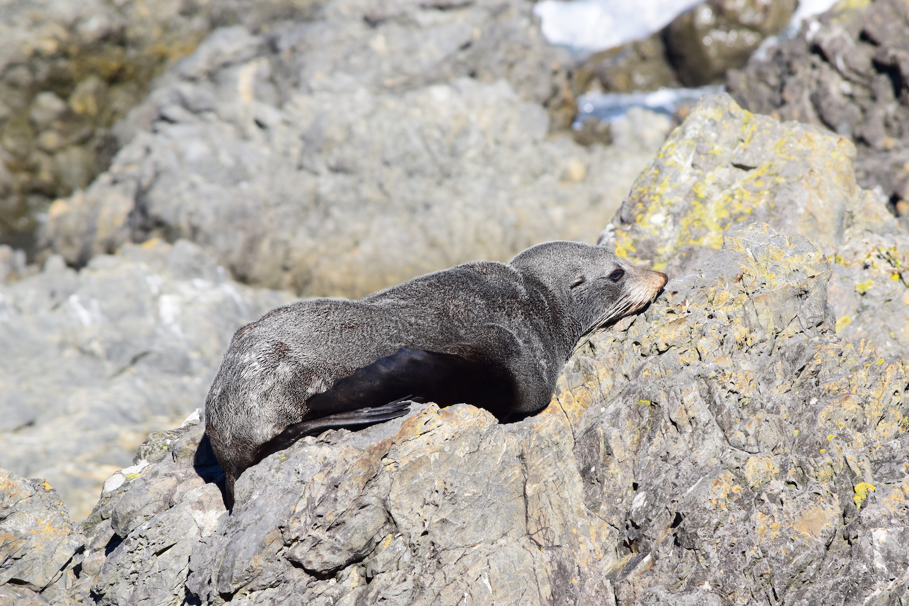 Neuseeländischer Seebär