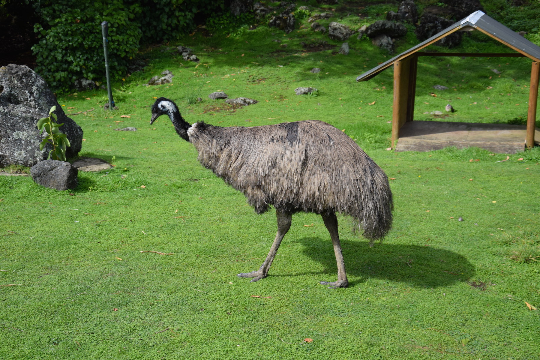 Emu