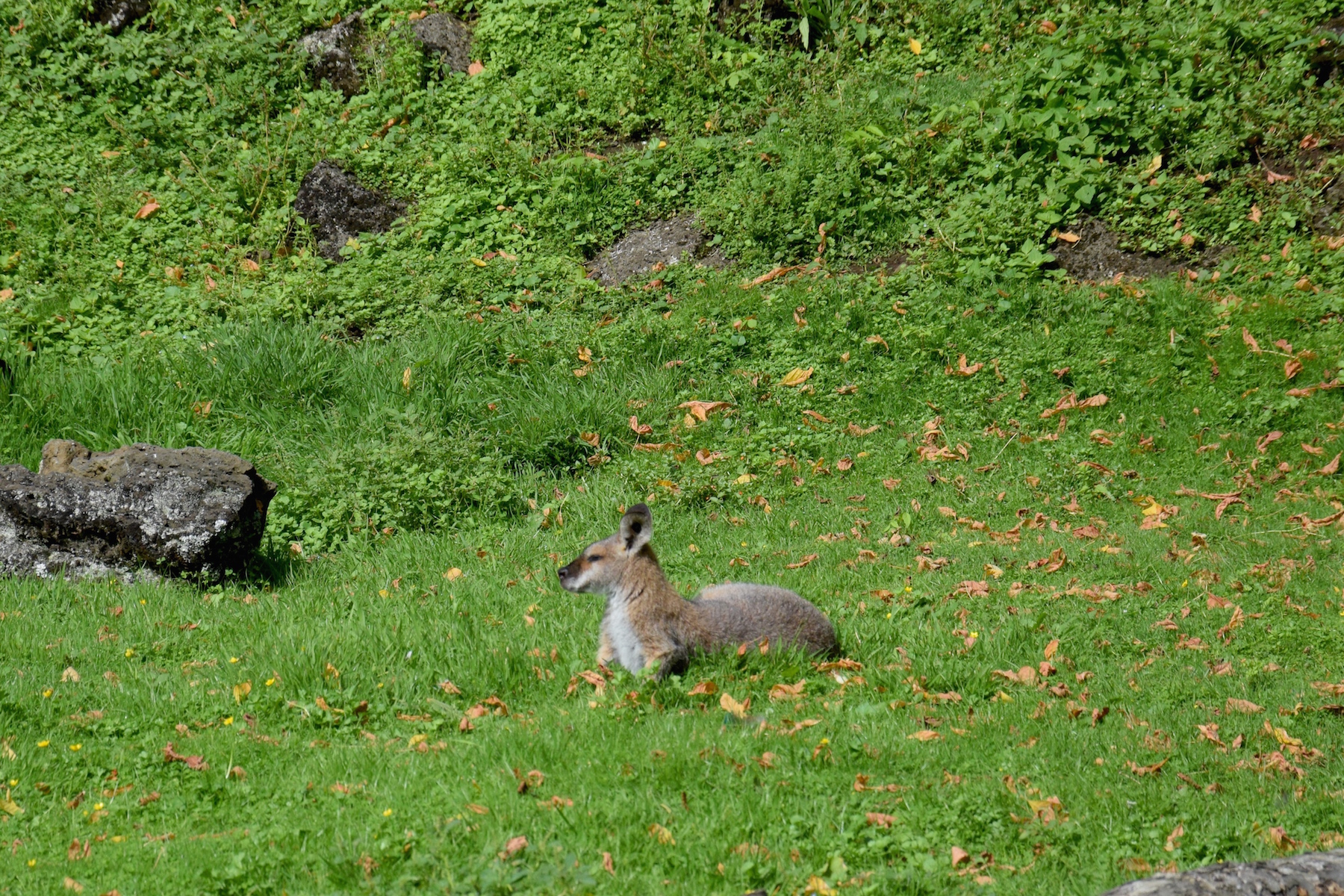 Rotnackenwallaby (Känguru)