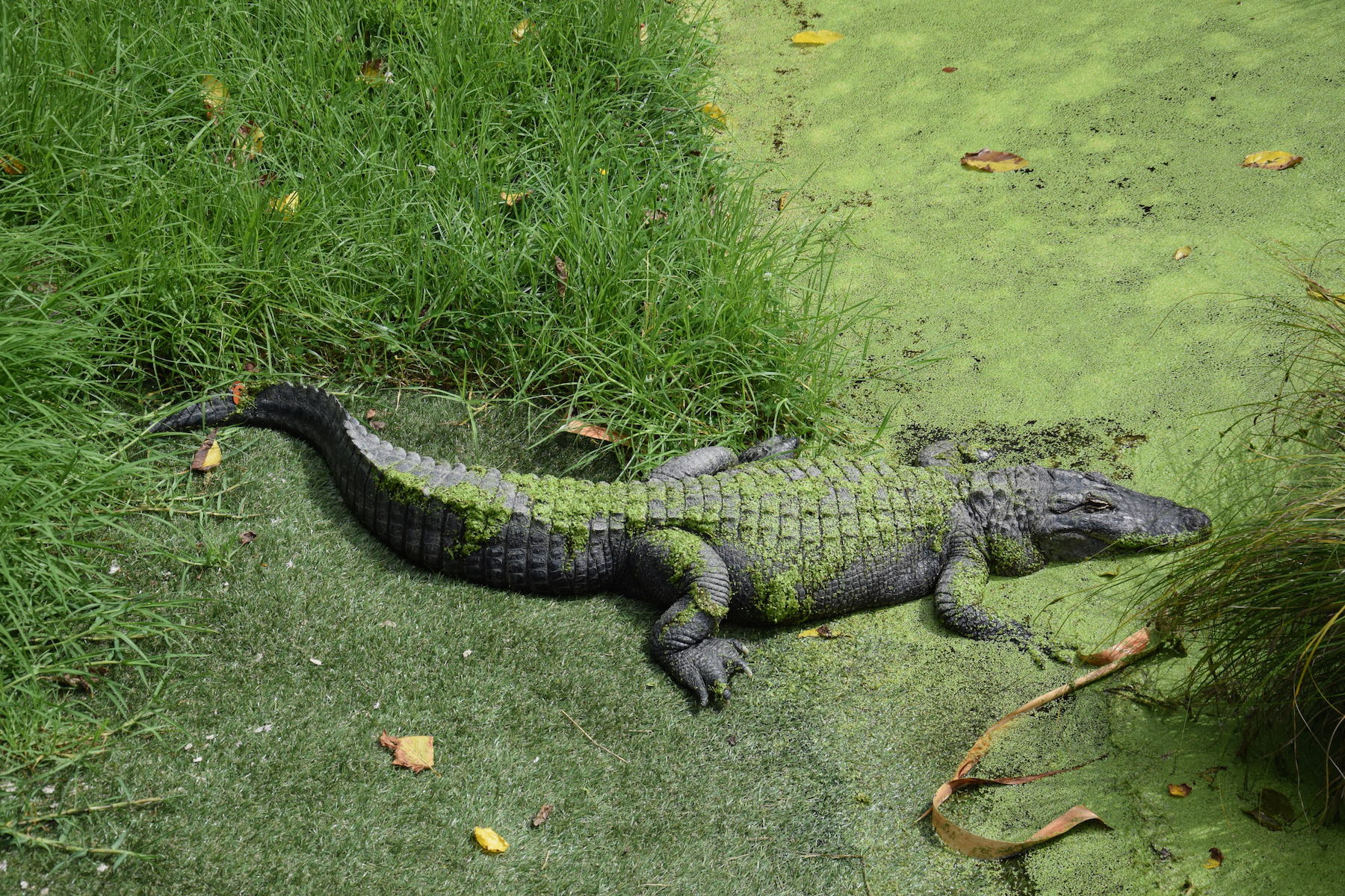 Alligator