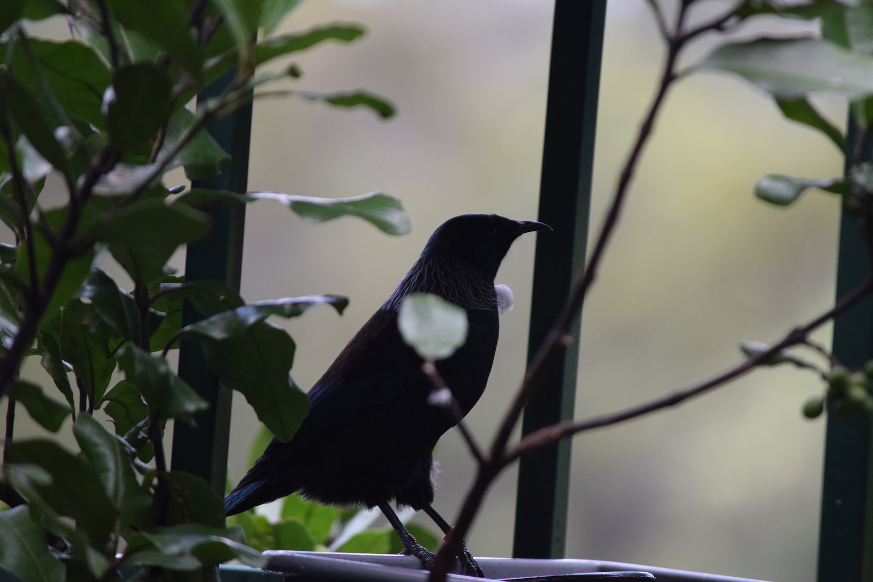 Tui