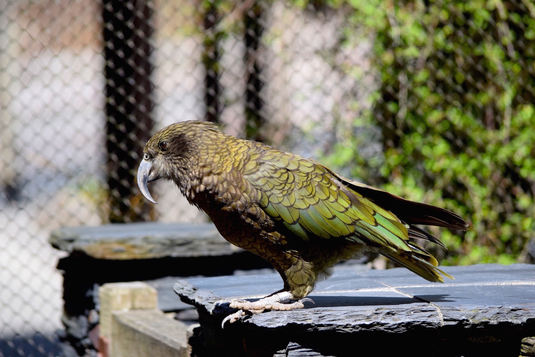 Kea