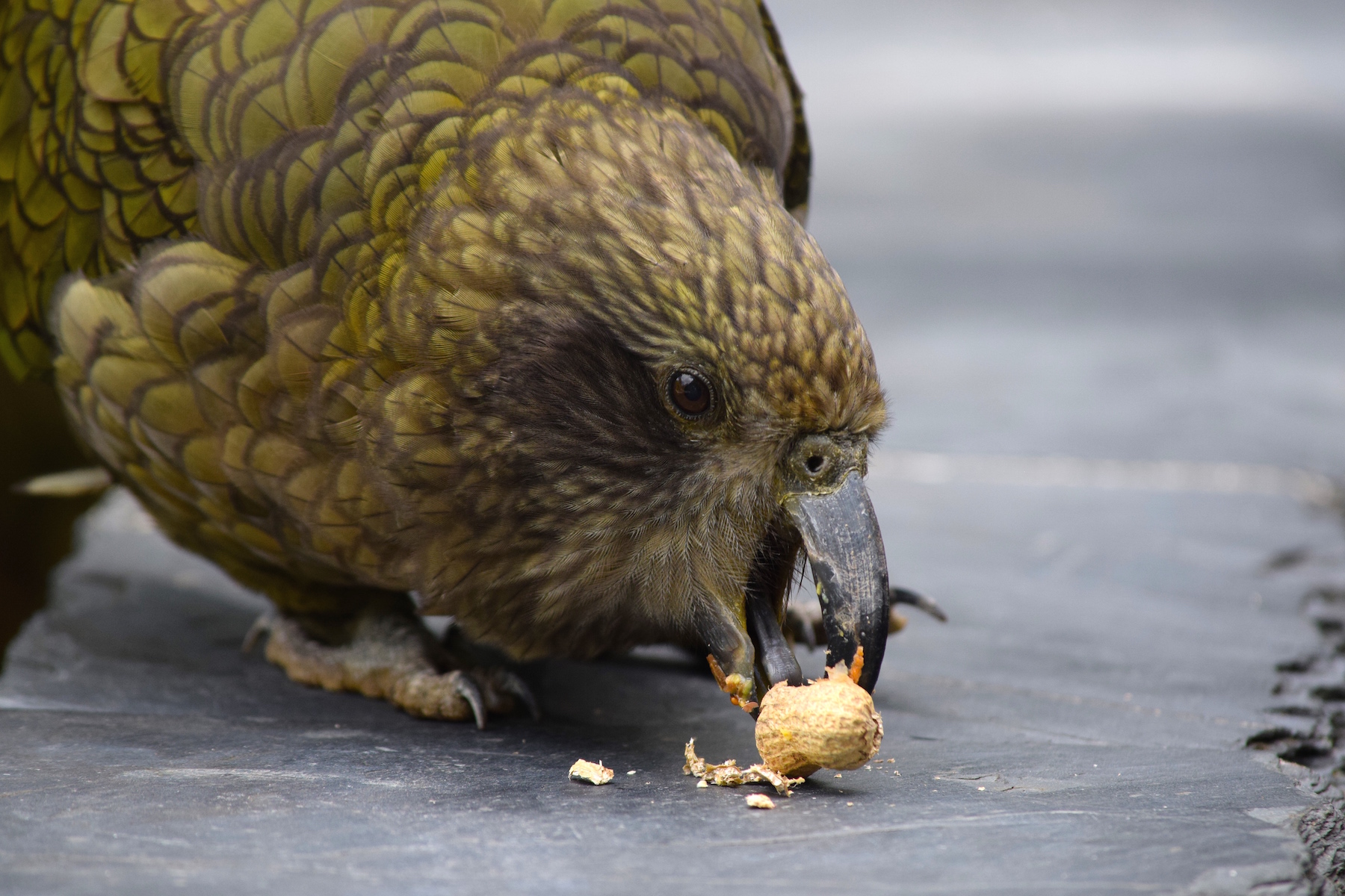 Kea