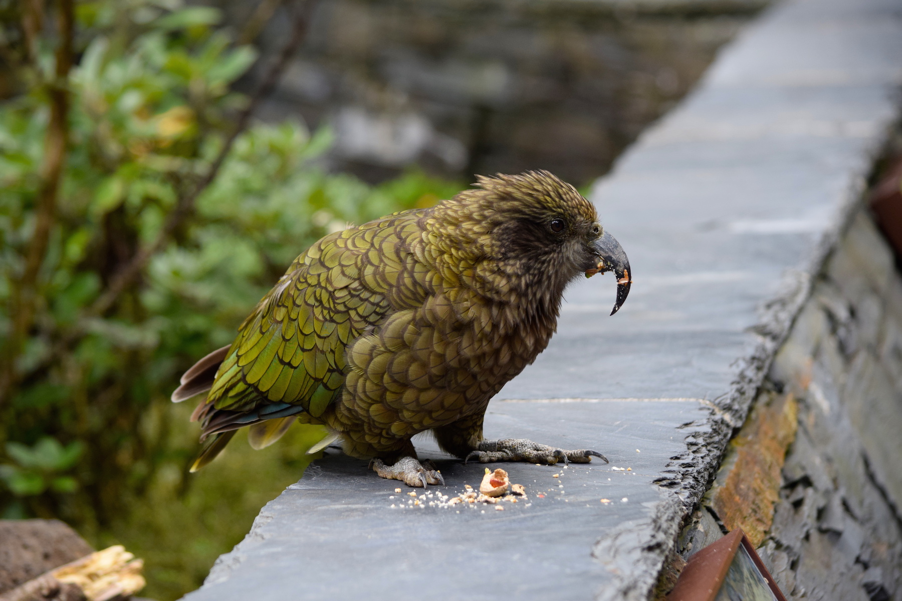 Kea