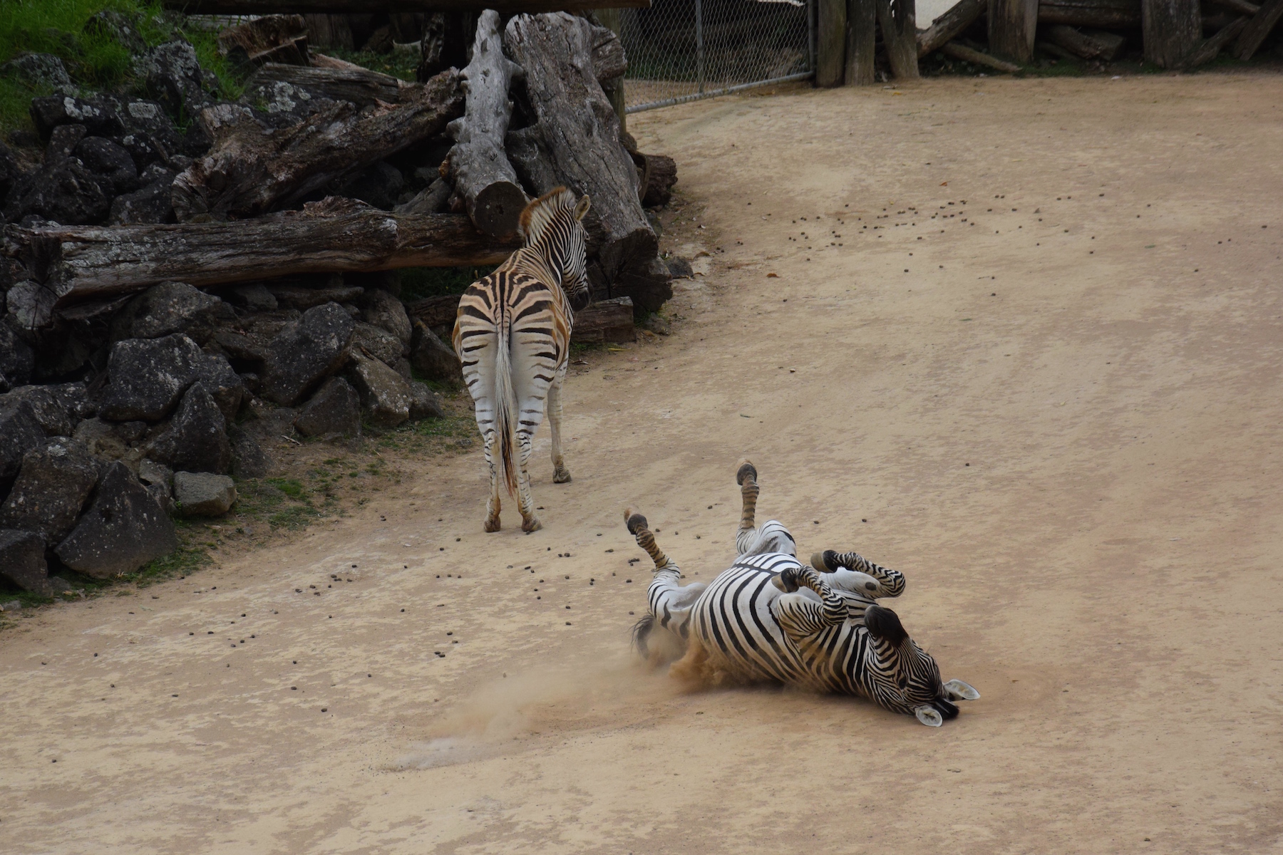 Zebras