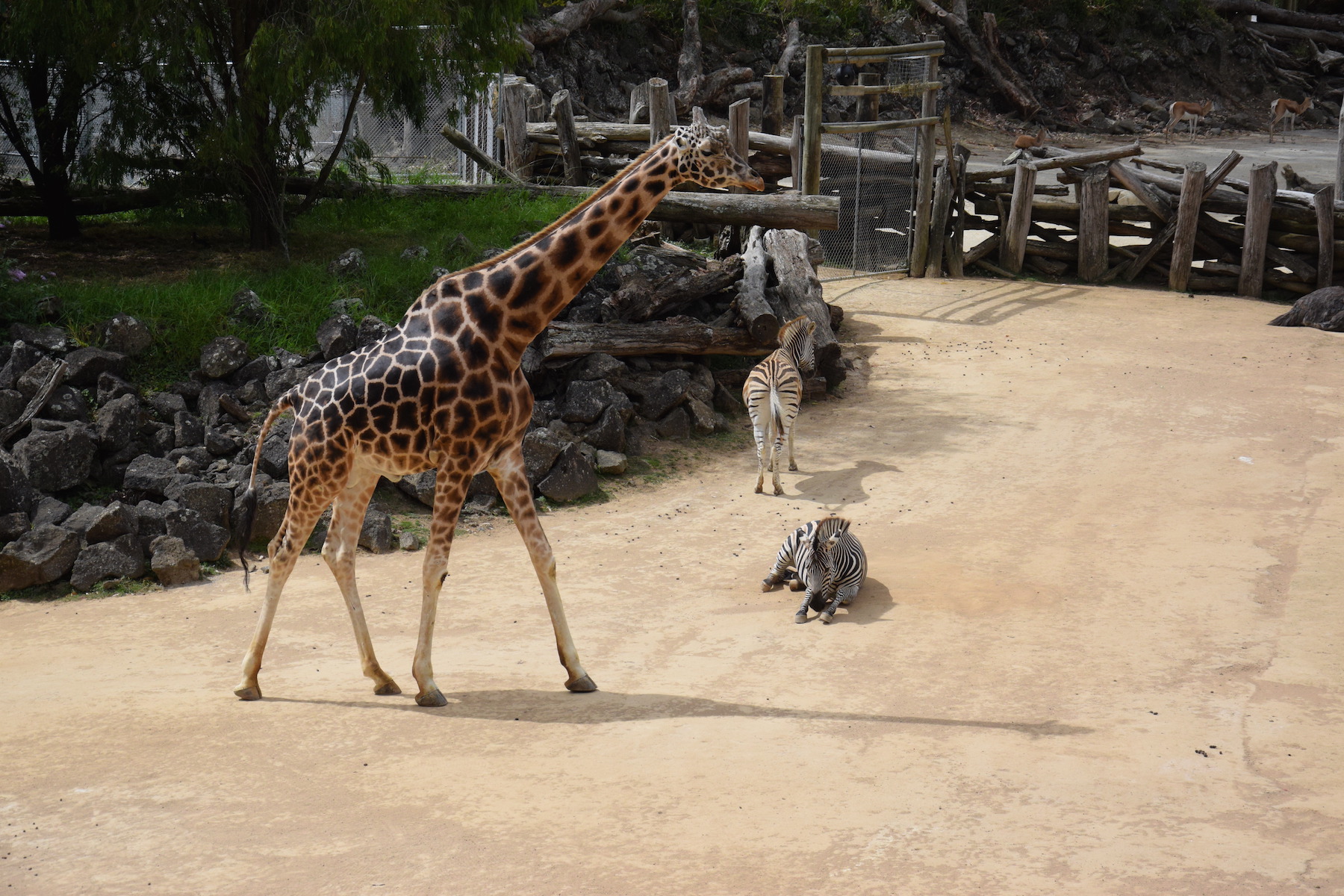 Zebras und Giraffe